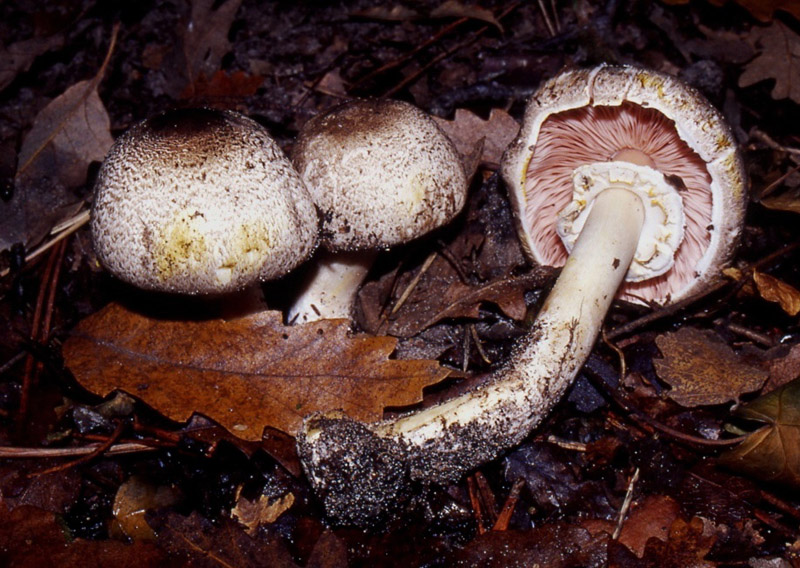 Agaricus campestris?